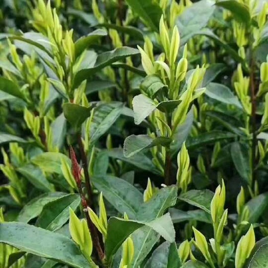 都昌县都昌白茶 白叶一号种植场直销