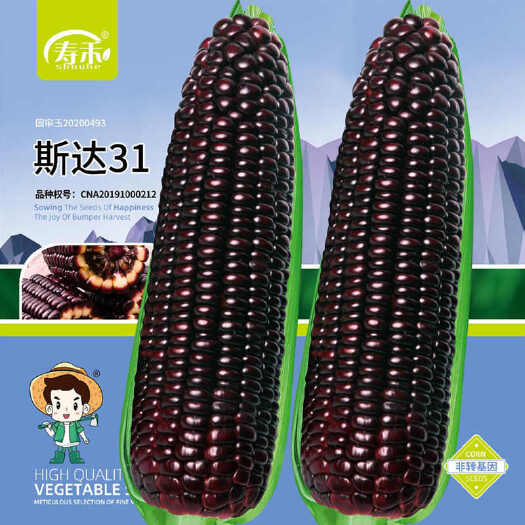 宿迁中农思达31黑色糯玉米种子绿皮大棒型国审糯玉米种子春秋播种