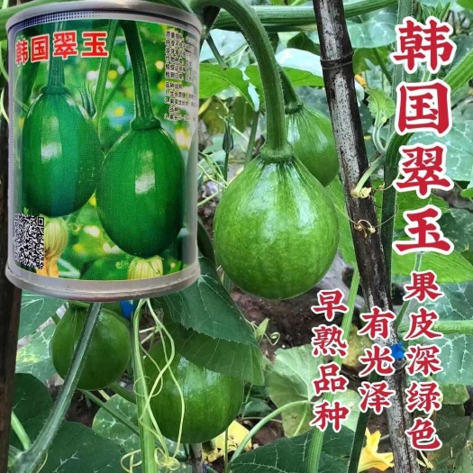 韩国翠玉一串铃南瓜种子杂交早熟椭圆形嫩南瓜种籽贵阳小青瓜种子