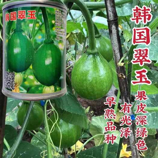沭阳县韩国翠玉一串铃南瓜种子杂交早熟椭圆形嫩南瓜种籽贵阳小青瓜种子