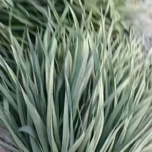丰县红根蒜苗