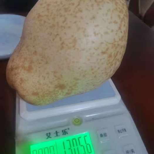 100亩山农酥梨园转让