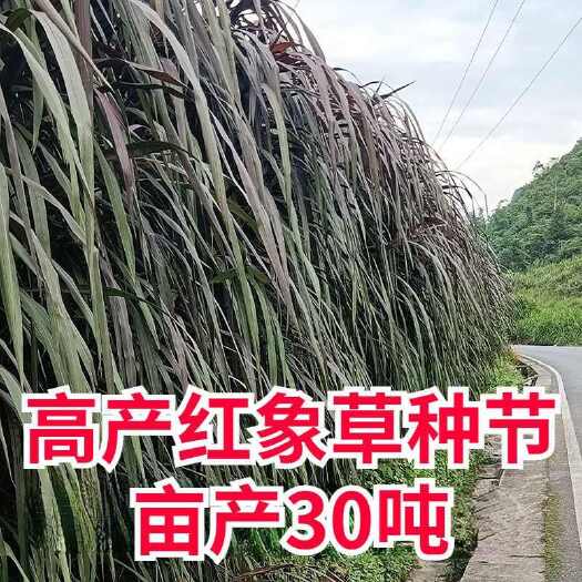 巴西红象草耐寒耐旱成活率高亩产30吨