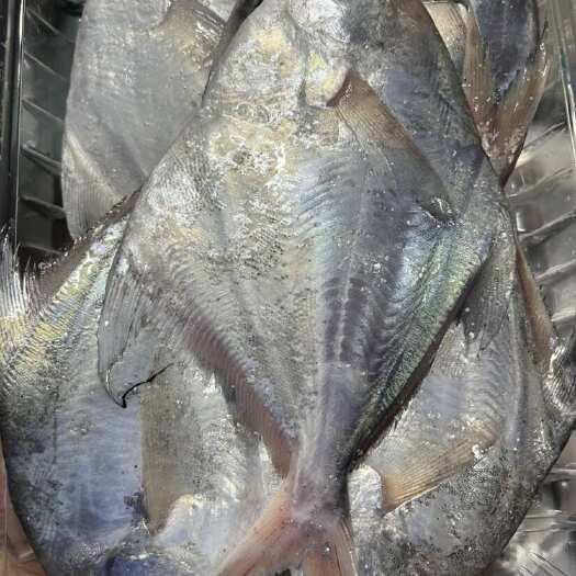 小海白鲳鱼 中号4-5条一斤 又名字叫银仓 白仓鱼