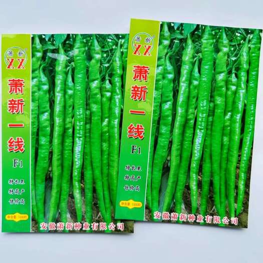 宿迁萧新一线长线椒种子早熟味辣抗病性强辣椒种子大田基地播线椒种子