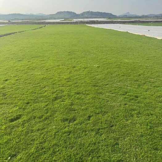 中山市草卷，马尼拉草卷