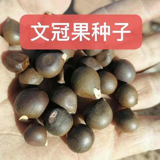 泊头市文冠果种子