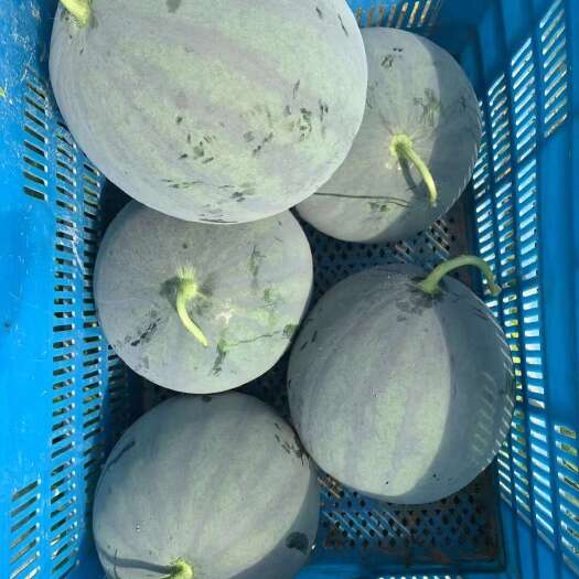 夏邑县浙蜜191西瓜种子，中早熟，细脆多汁，风味足，耐贮运