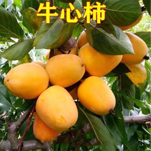 莒南县牛心柿子嫁接苗根系发达现挖现发保证品种保证质量