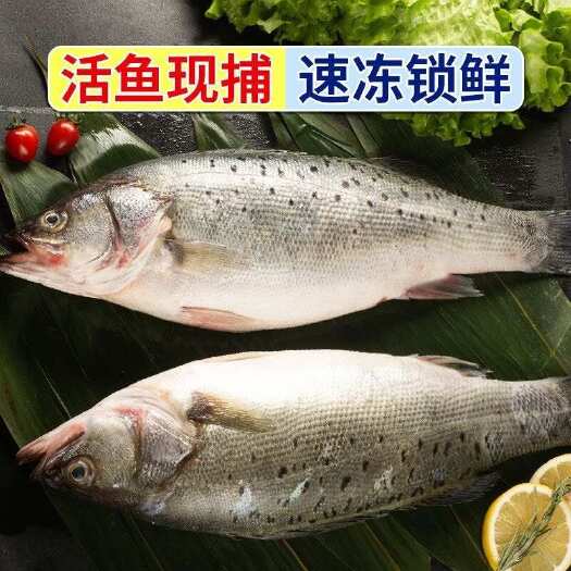 沭阳县淡水鲈鱼新鲜味美营养价值高