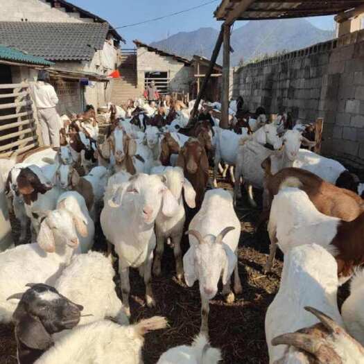 嘉鱼县湖北省咸宁市嘉鱼县家里自己养的山羊，共计95只，寻找需要羊的