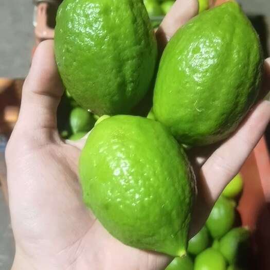 海口广东香水柠檬一级果