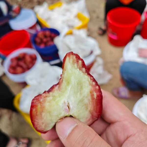 海南黑金刚莲雾