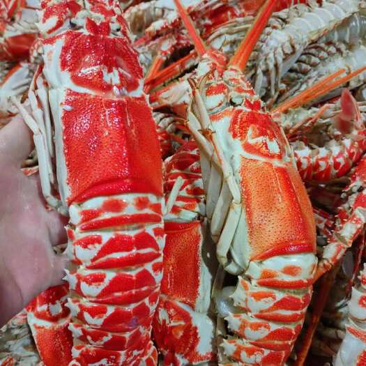 北海国产冷冻红龙虾 脊龙虾 多规格经济实惠