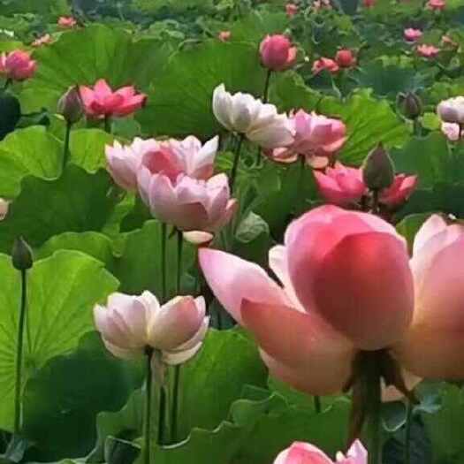 观赏荷花