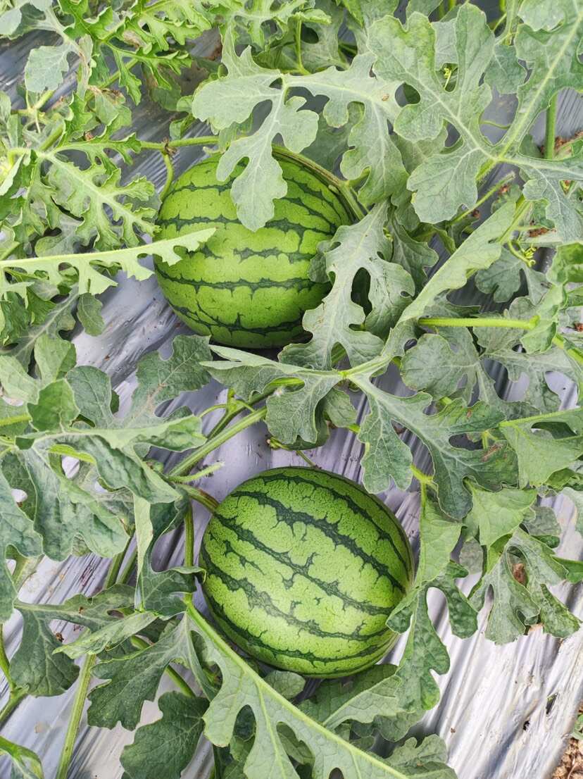 广东特小凤西瓜产地直销供应