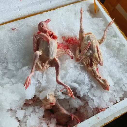 成都四川养鸽场供应肉鸽