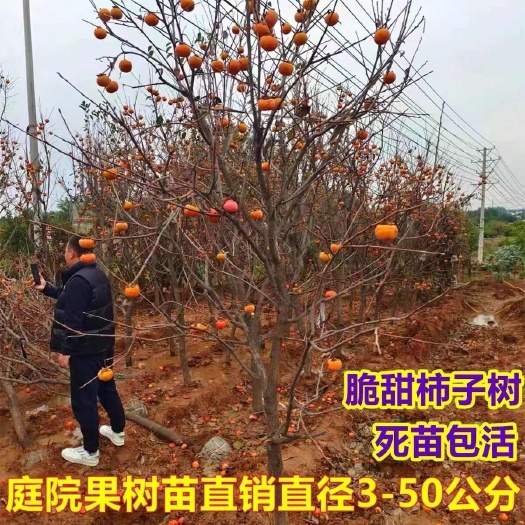 莒南县大秋甜柿苗  规格齐全带土球发货量大优惠支持整车发货