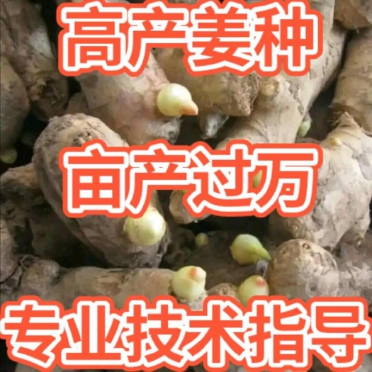 河南大黄姜【368脱毒姜种】品种齐全 产地直供 专业技术指导