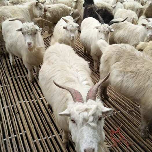 嘉鱼县家里养的山羊，一共有95只，因为别的安排想一次性把羊处理了，