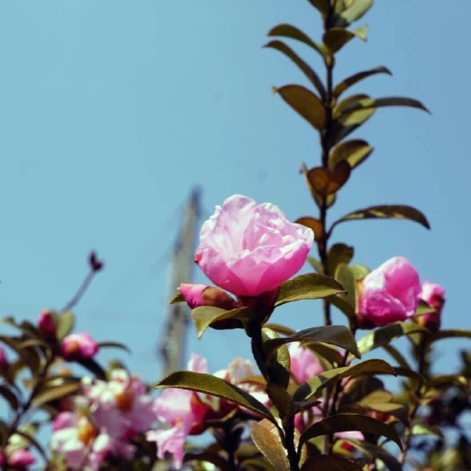 威宁县贵州短柱油茶2至5年实生袋装苗