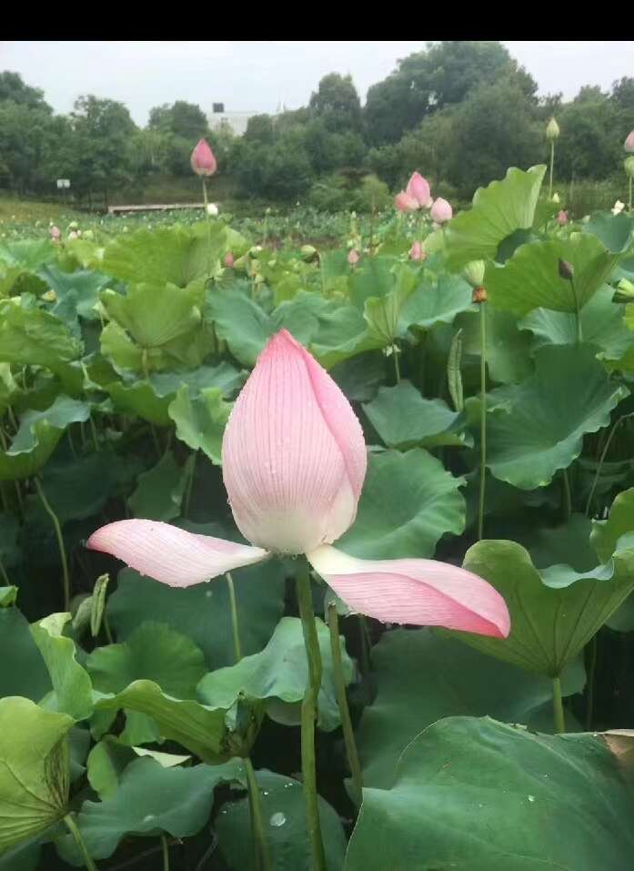 观赏荷花