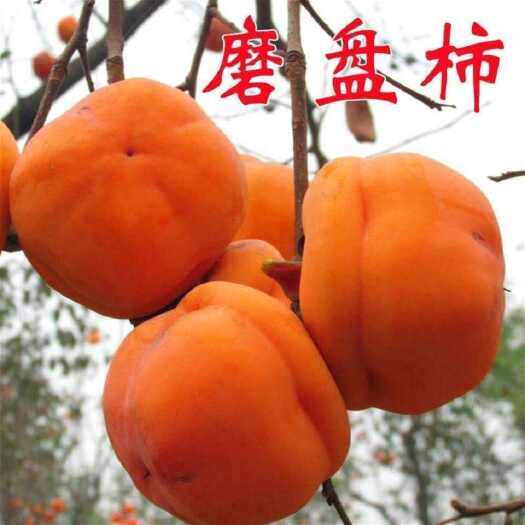 莒南县磨盘柿子嫁接苗  根系发达现挖现发保证品种保证质量