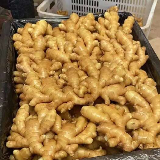 江西【生姜】产地批发，一手货源，保质保量，坏烂包赔