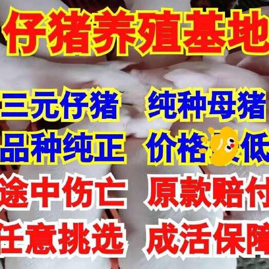 高阳县河北大型猪场 常年供应优良仔猪【防疫到位 专车运输】
