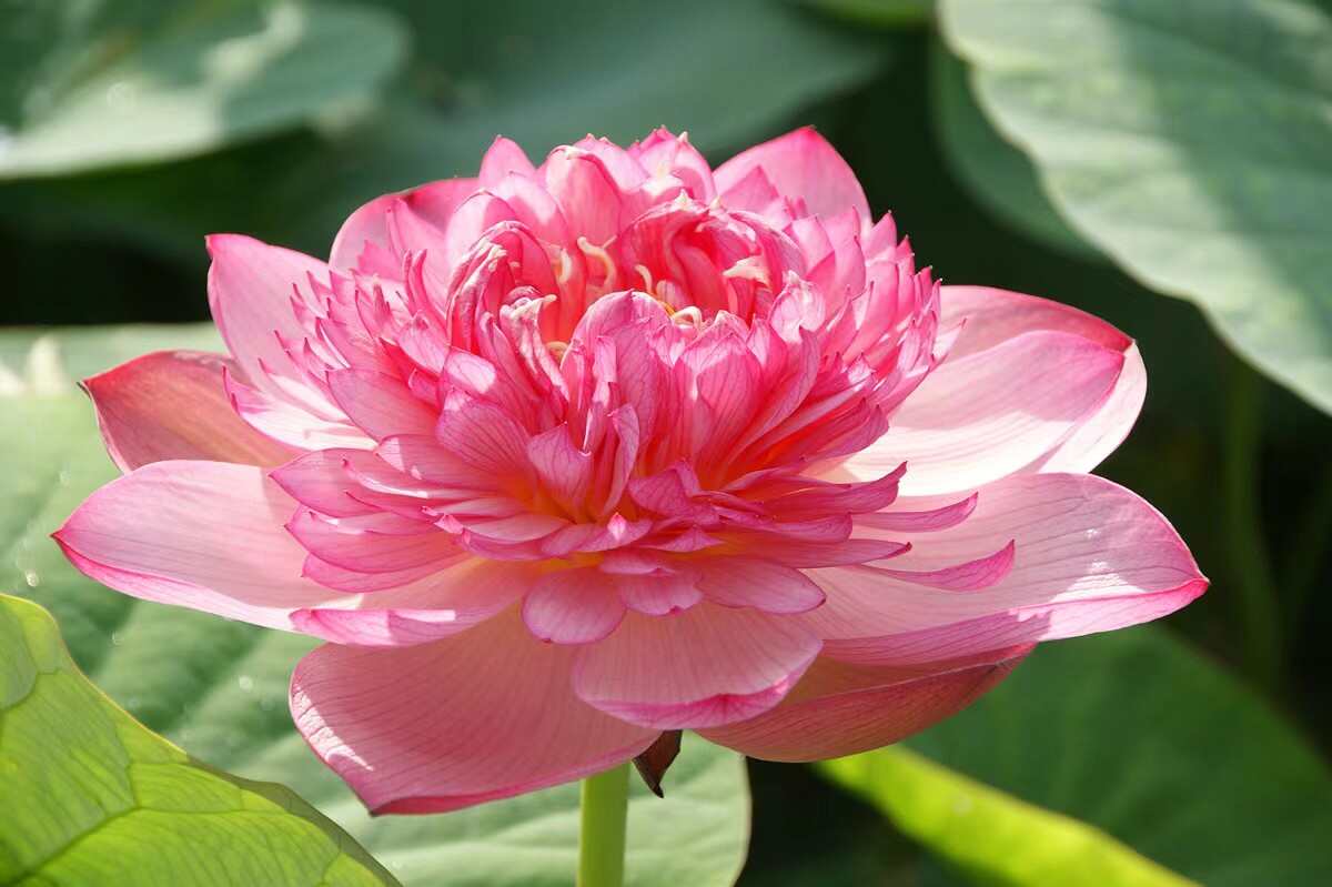 观赏荷花