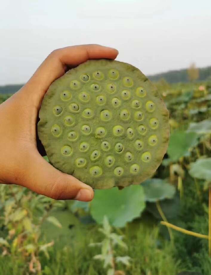 观赏荷花