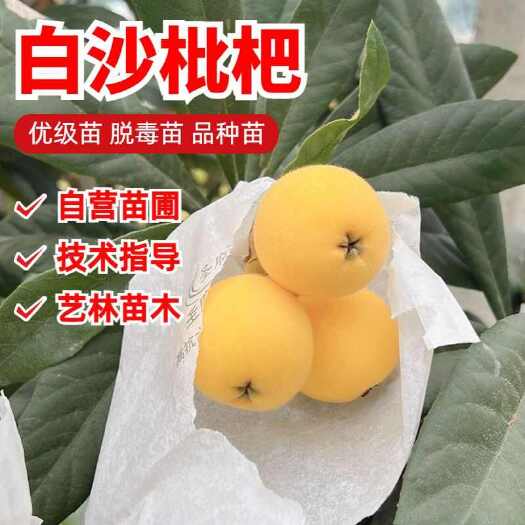 莒南县白沙枇杷苗品种纯正  果实丰满  根系发达  质量保证