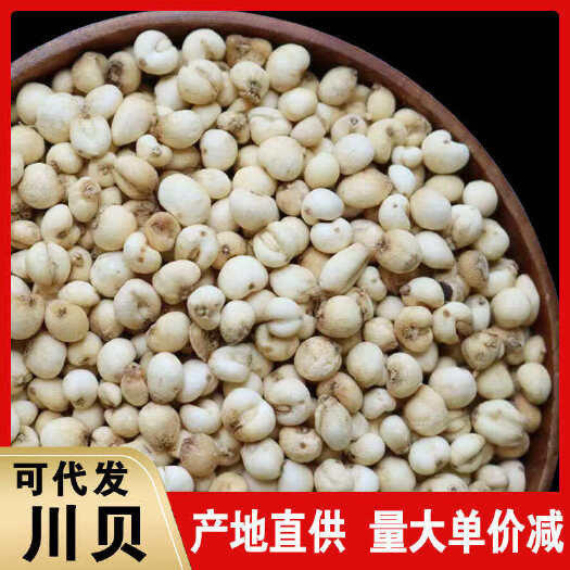 广州大粒无硫种植川贝香味 纯无硫货人工挑选过，性价比高颜色形状好