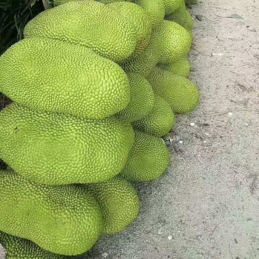 海南黄肉菠萝蜜/ 精品中果/电商果/15斤起步