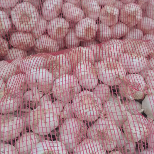 商水县紫皮蒜
