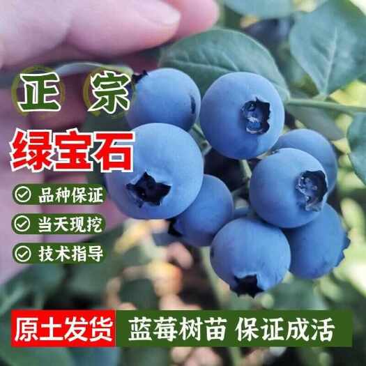 莒南县绿宝石蓝莓苗基地直销现挖现发保证品种保证质量可签合同