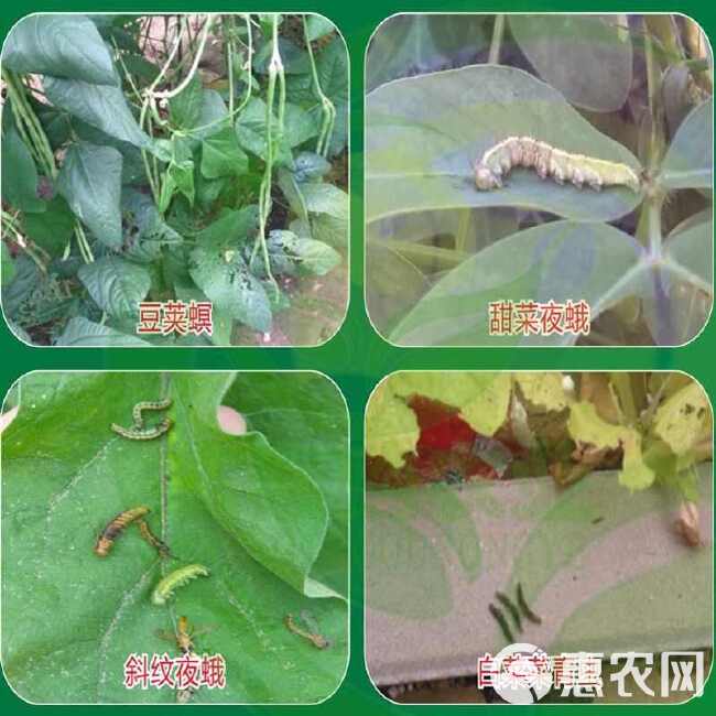 劲度斜纹夜蛾核型多角体病毒蔬菜菜青虫钻心虫甜菜夜蛾生物杀虫剂