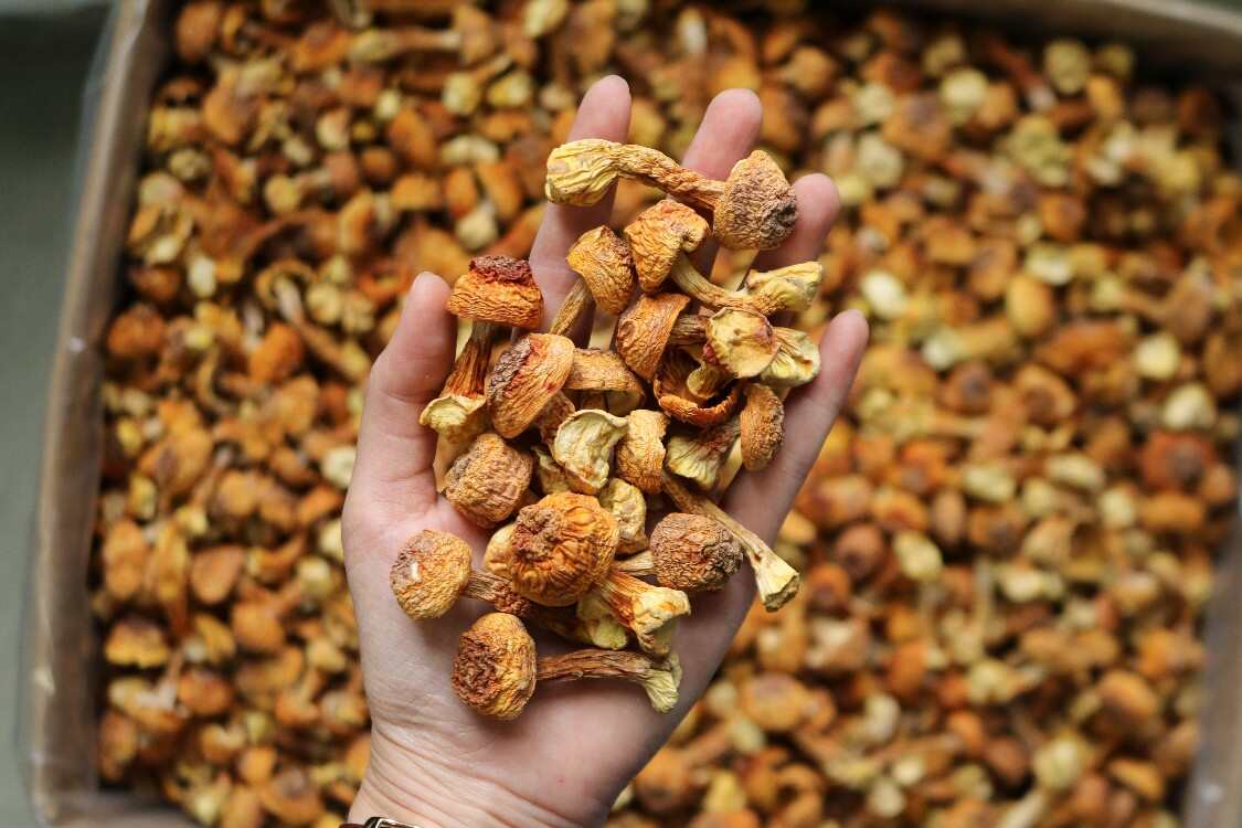 姬松茸巴西菇短腿蘑菇散装松茸云南菌菇红菇杏鲍菇牛肝菌鸡油菌