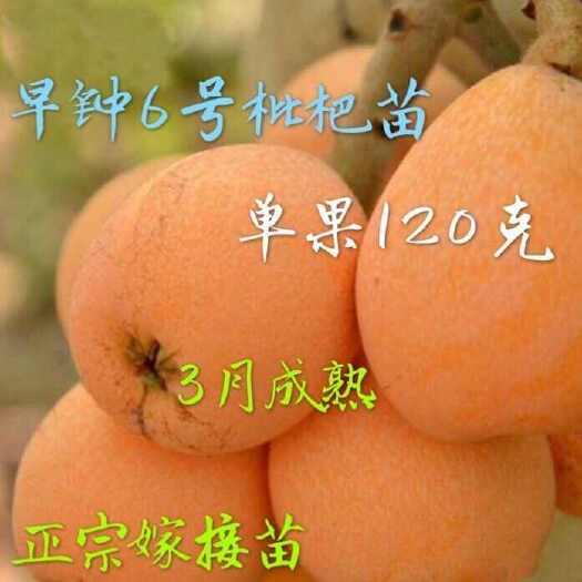 莒南县早钟六号枇杷苗品种纯正  果实丰满  根系发达  质量保证