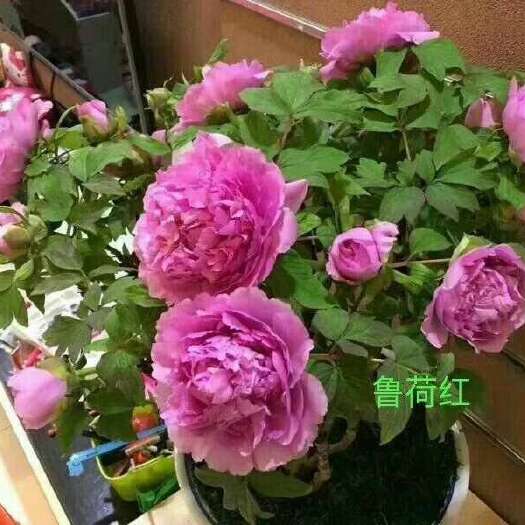 菏泽春宵牡丹