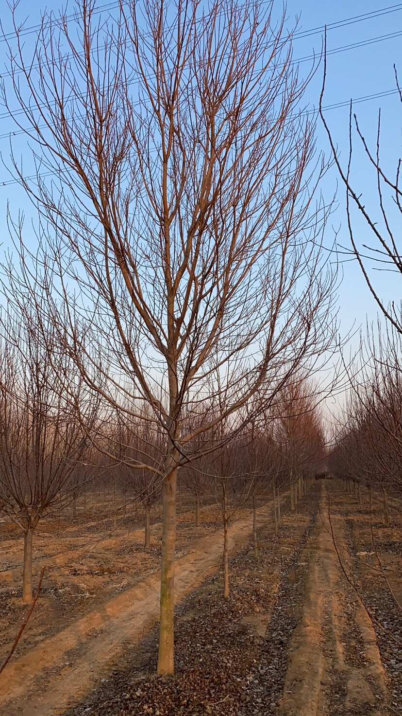 10公分美國紅楓—秋火焰、紅點紅楓、紅冠紅楓山東基地退林清地