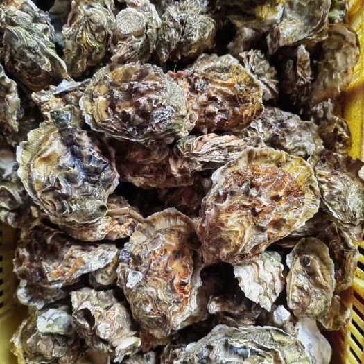 威海威海生蚝各种规格欢迎全国老板骚扰。