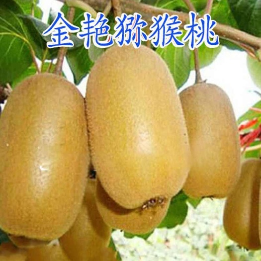 莒南县金艳猕猴桃苗品种纯正  果实丰满  根系发达  质量保证