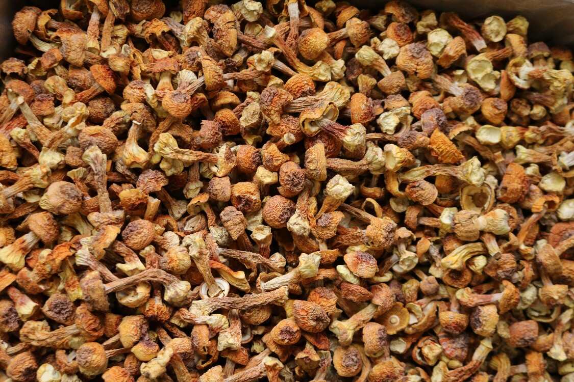 姬松茸巴西菇短腿蘑菇散装松茸云南菌菇红菇杏鲍菇牛肝菌鸡油菌
