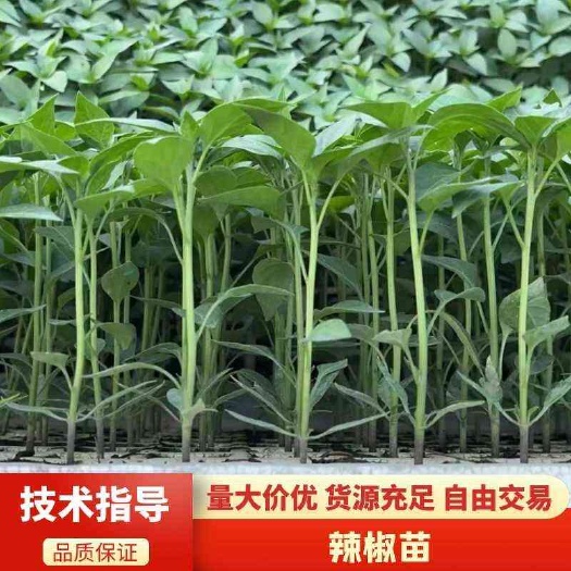 辣椒苗，品种多，美人椒，朝天椒等