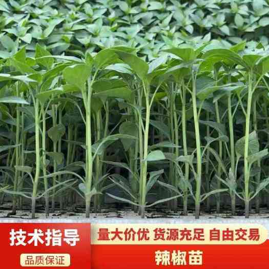 通海县辣椒苗，品种多，美人椒，朝天椒等