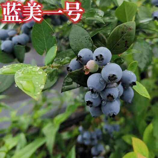 莒南县蓝美一号蓝莓苗基地直销现挖现发保证品种保证质量可签合同