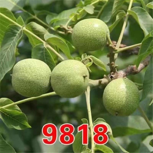莒南县8518核桃苗  品种纯正  果实丰满  根系发达  质量保