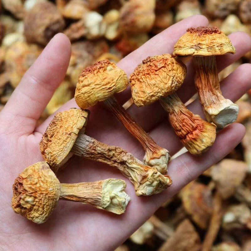 姬松茸巴西菇短腿蘑菇散装松茸云南菌菇红菇杏鲍菇牛肝菌鸡油菌