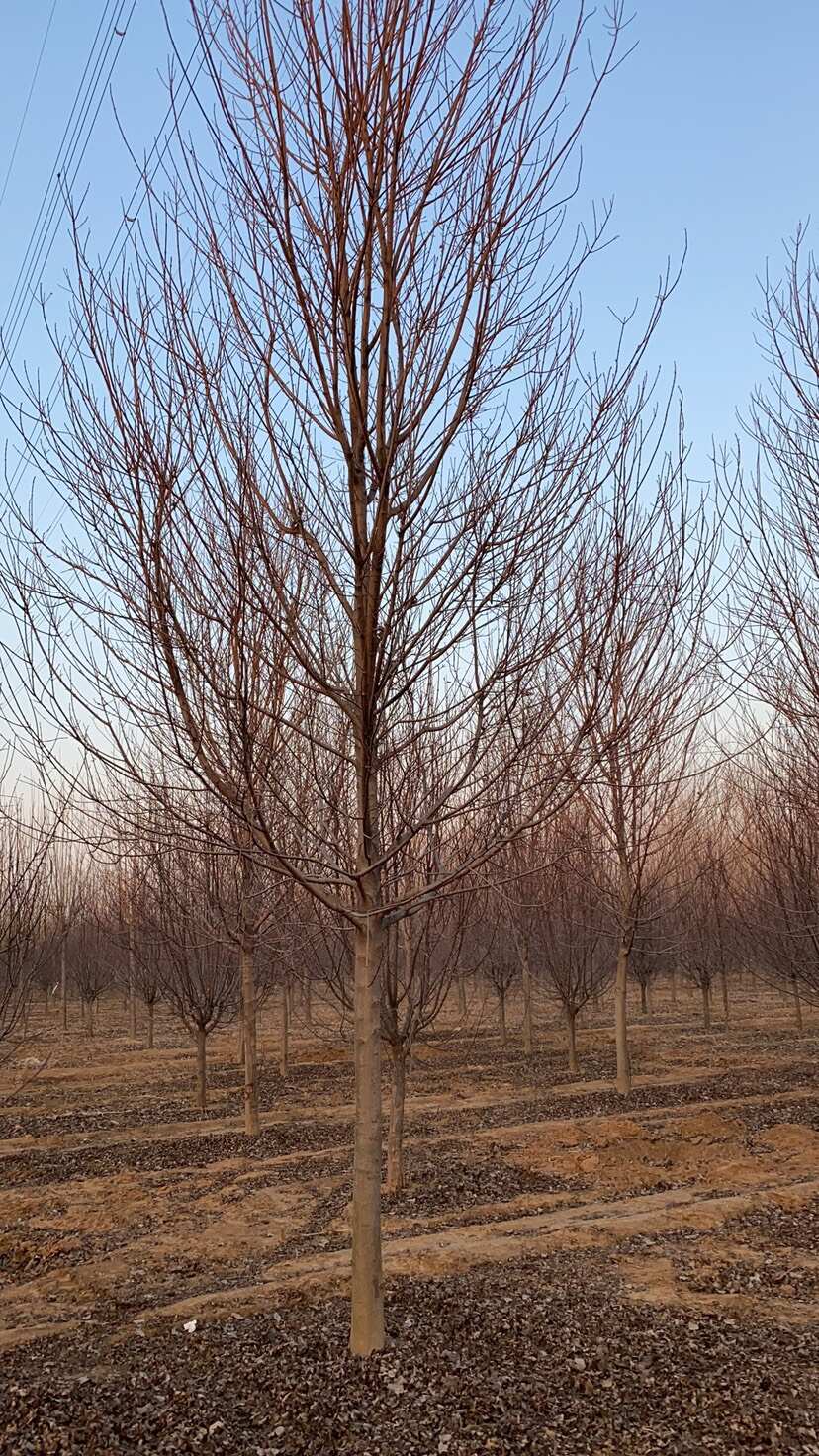 10公分美國紅楓—秋火焰、紅點紅楓、紅冠紅楓山東基地退林清地